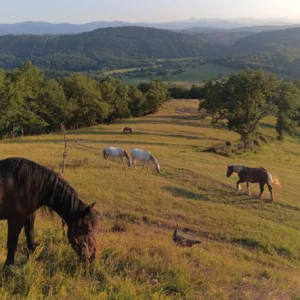 Voyage au cœur des traditions