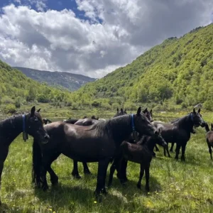 Transhumance à cheval